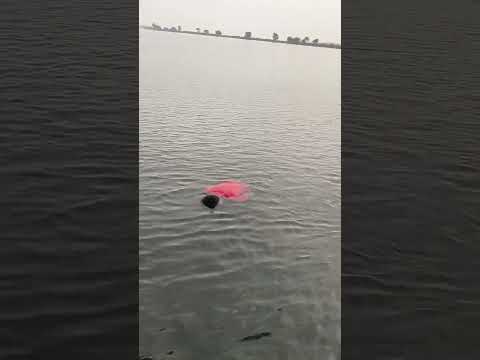 Sab dekhna aaya hain #shorts