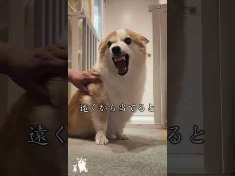 ドライヤーの距離感を大切にするコーギー #corgi #つーちゃん #お風呂