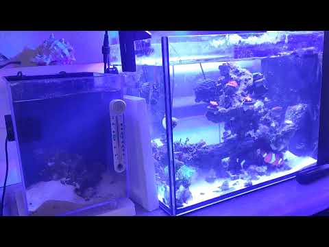 CHANGING WATER FOR NEW PICO SPS CORAL TANK 🪸� THIS IS MY PICO TANK. ENJOY IT. IT WILL NOT LOOK LIKE THIS SHORTLY.