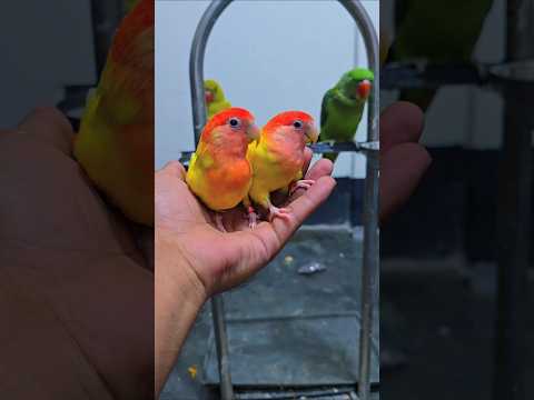Lovebirds Are the Cutest Birds ❤️ | Adorable Lovebird Moments