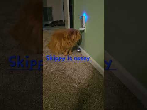 Skippy is nosey #lifeisbutadream #cutecat #meow