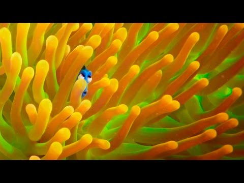 Exclusive! A Brand New ‘Finding Dory’ Trailer - UCp0hYYBW6IMayGgR-WeoCvQ