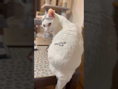 ノンちゃんのやる気のないニャー【黒猫リンじゃない】