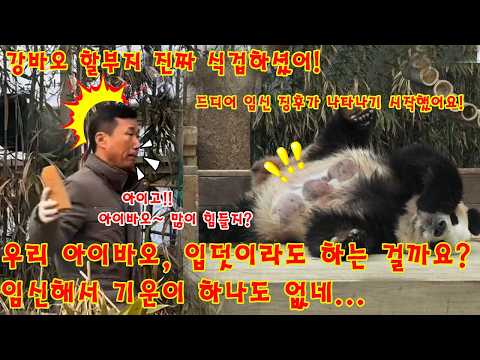 맙소사!💥 우리 아이바오, 입덧이라도 하는 걸까요(?) 임신해서 기운이 하나도 없네... 할부지가 맛있는 특식을 잔뜩 들고 오셨어요!