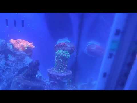 WAS IT A MISTAKE MOVING ALL MY SPS CORAL FRAGMENTS CHECK OUT MY FAVORITE REEF TANK ON YOUTUBE. MUCH 💕.