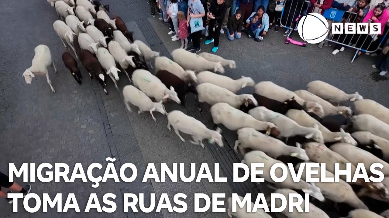 Migração anual de ovelhas toma as ruas de Madri
