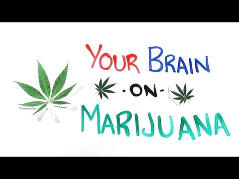 Your Brain on Drugs: Marijuana - UCC552Sd-3nyi_tk2BudLUzA