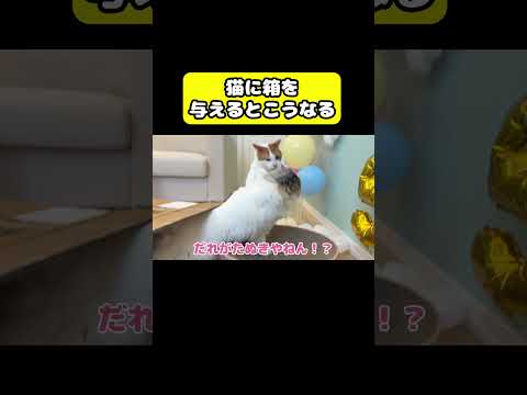 猫つくしの関西弁トークと箱遊びの楽しい一コマ サムネイル