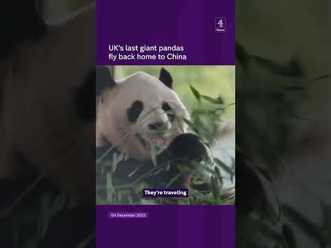 UK's last giant pandas fly back home to China