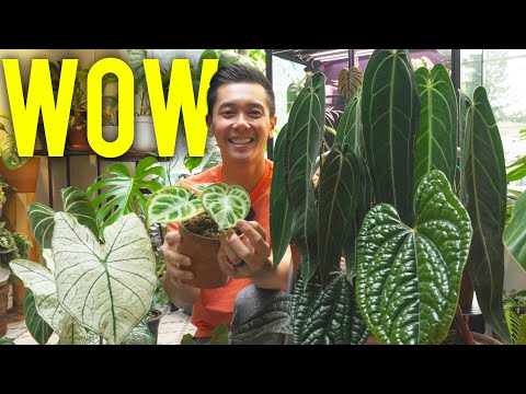 Jackpot! Best Deals on RARE PLANTS.. EVER. (Ecuage I was lucky to hang out with the team at Peace Love and Happiness Club over the weekend. Draping the