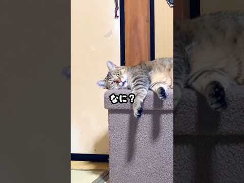 何も言ってないのにお返事する元野良猫がおもしろすぎる…笑 #元野良猫 #鳴き声 #かわいい
