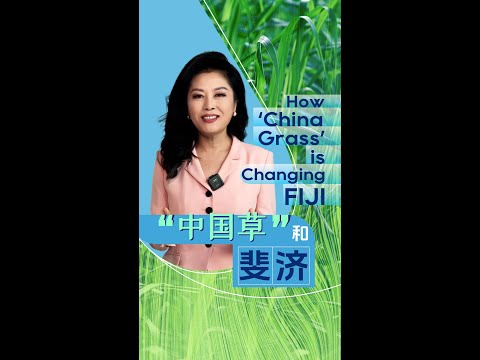 Global Watch Editor's Pick Ep33: How 'China Grass' is changing Fiji