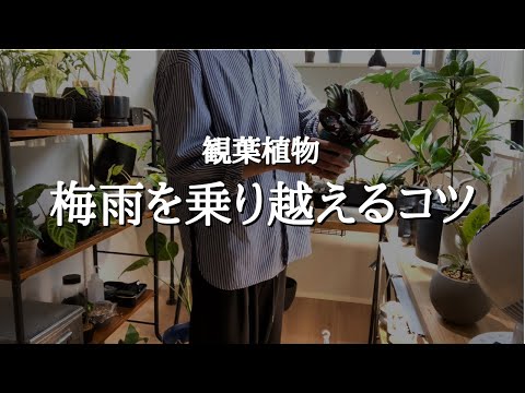 【植え替えや剪定をしてもいいのかも解説】カビや根腐れさせず梅雨を乗り越える5つの気をつけたいこと | 枯らさない育て方 | 害虫予防