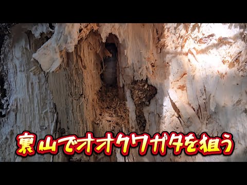 【昆虫採集】裏山の幻オオクワガタの生息地を探す‼️