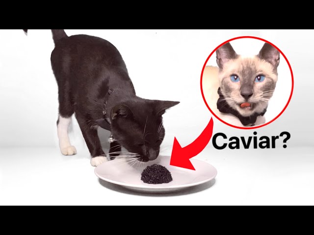 Can Cats Eat Caviar Hayfarmguy