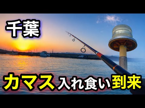【千葉釣り】祭りじゃ！カマス回遊中…ラストは入れ食い到来！