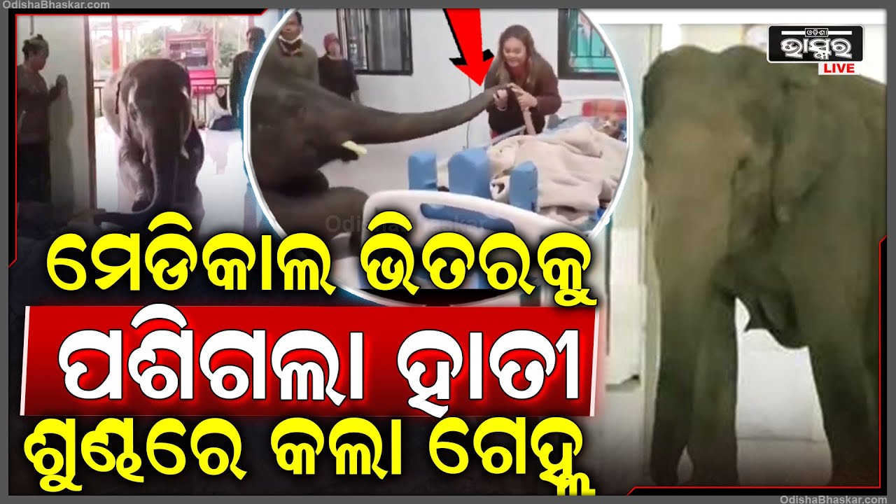 ମେଡିକାଲରେ ପଶିଗଲା ହାତୀ,ହାତୀ ଦେଖି ଲୋକେ ଛାନିଆ ହେଲା ବେଳେ ଗୁରୁଣ୍ଡିଗୁରୁଣ୍ଡି ମାହୁନ୍ତକୁ ଗେଲ କରି ପକାଇଲା ହାତୀ