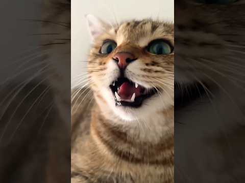 PA 💕 PA 💕😺#cute🤷🏼‍♀️😺#viral  #cat #cats #catlover #catvideos #cutekitty #meowmoe #funnycat #trending