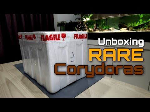 Unboxing Rare Corydoras Hi Guys,

Welcome back for another video at my Channel.

In today's video, I will be doing another r