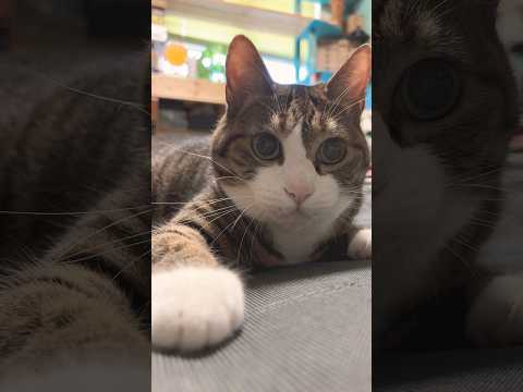 猫の動画サムネイル - Qちゃん捕まえて！#cats #shorts #球太