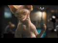 CatsandDogs2TheMovie