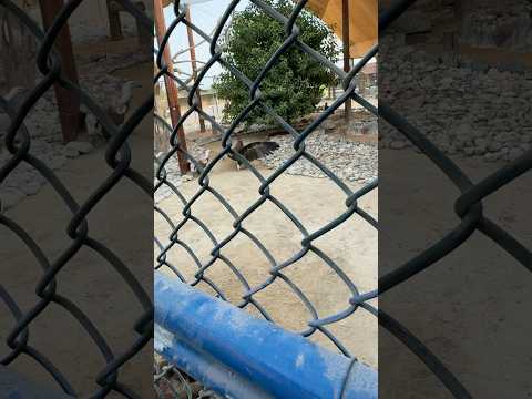 Feeding time #birds #dehatizoovilog #birdslovers #animals #vulture #suscribete #veiws #like #foryou