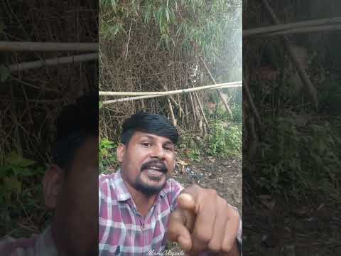 दिवाळीची ऑफरचा फायदा घ्या सर्व स्वस्थ झालं 👍Divali Offer Filpkart Banarasi Sadi | short | short feed