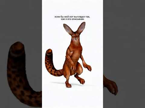 Если бы кот выглядел так, как я его описываю: #котики