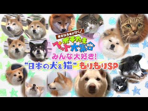 まさはる君が行く ポチたまペット大集合の最新動画 Youtubeランキング