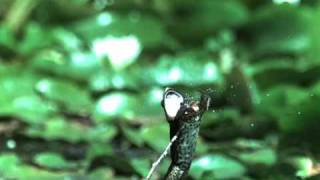 Frog Fail! (Dragonfly escapes frog attack)