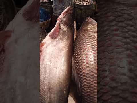 fish market Bangladesh Sylhet | big fish | বোয়াল মাছ | fisherman |