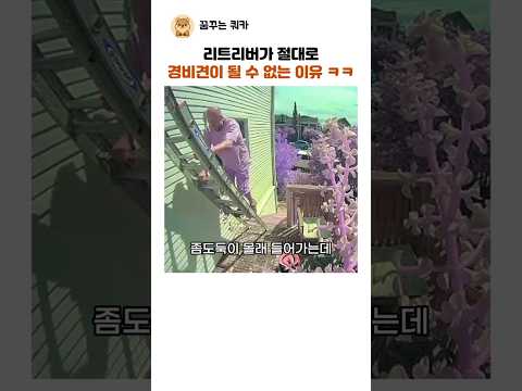 <strong>리트리버가</strong> 경비견이 될 수 없는 이유 ㅋㅋ