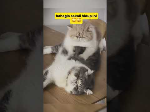 cute cat😺 #cat #cutecat #funnycats #shorts