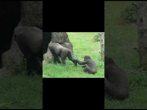 台北市立動物園のゴリラと母親の面白動画｜笑顔になれる癒し映像 サムネイル