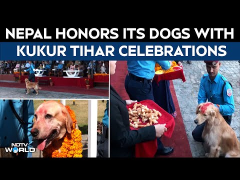 Nepal News | Kukur Tihar: Dogs Celebrate VIP Treatment In Nepal