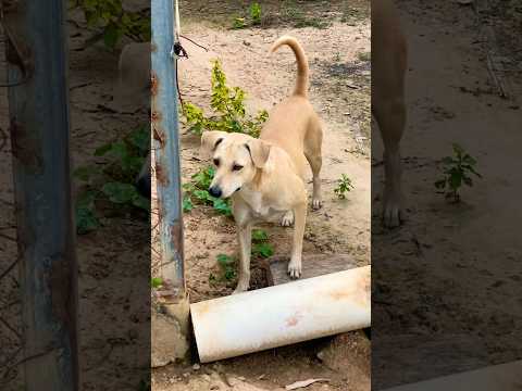 #puppy #doglover #cute #animals #funny #doglove #dog #barking #love #shortvideo #top #pets #cat