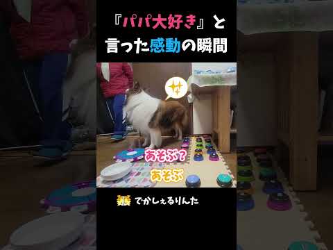 『パパ大好き』と言った感動の瞬間【会話ボタンでしゃべる犬】 #shorts #dog