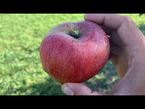 Karmijn de Sonneville Apple Tasting