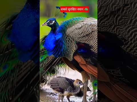 peacock 🦚 with peachick 🦚 #peacock #nature #animals #wildlife #viralshort #peacockdance #mor
