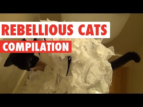 Rebellious Cats Video Compilation 2016 - UCPIvT-zcQl2H0vabdXJGcpg