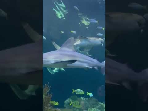 Baby shark🦈 #myfunkybeats #babyshark #baby #explore #shark #like #pinkfong #subscribe #love