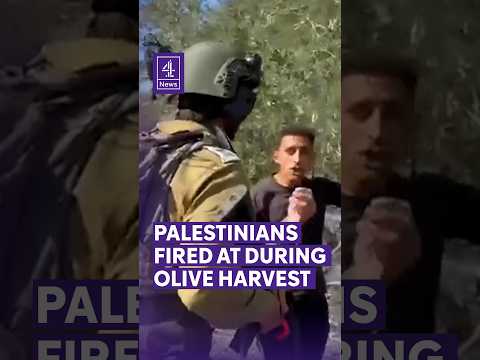 Israeli settlers fire at Palestinians attempting to harvest olives in West Bank