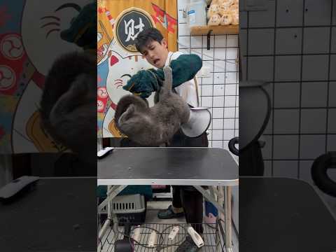 kucing ini mengamuk saat adik kecil menyentuh cakar nya yang cantik #shorts  #youtubeshorts #kucing