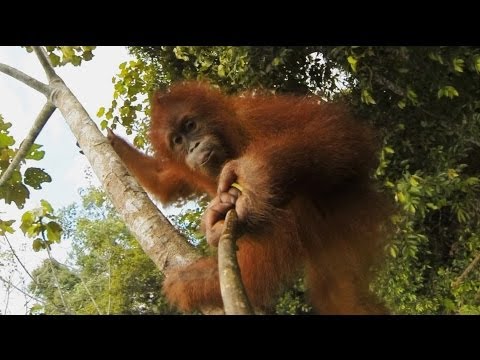 GoPro: Our Orangutan Brethren - UCqhnX4jA0A5paNd1v-zEysw