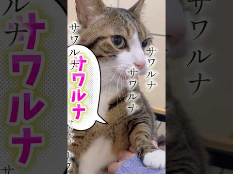 猫の動画サムネイル - 母ちゃんサワルナ…#cats#shorts #球太