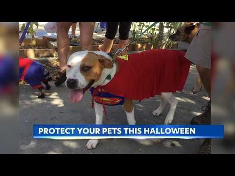 Keep your pet <strong>safe</strong> from these Halloween hazards this weekend