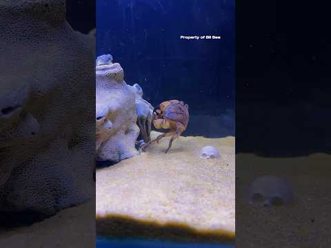 Mantis Shrimp Hard Punch #mantisshrimp #udangmantis