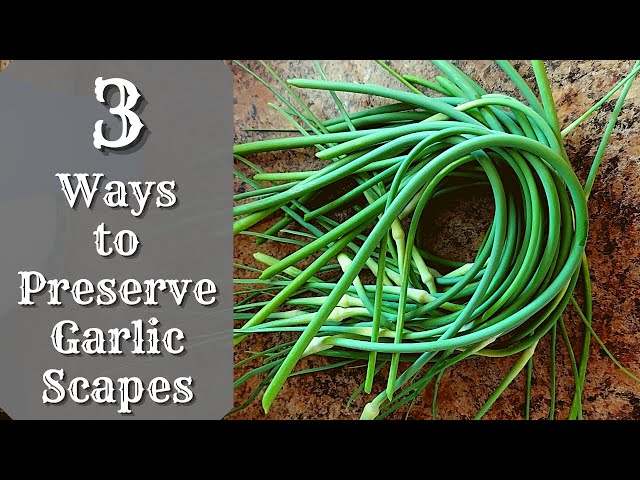 How to Preserve Garlic Scapes