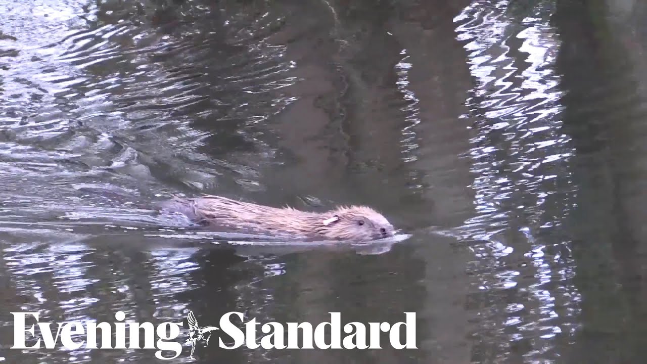 Beavers to be reintroduced in west London to help tackle climate change