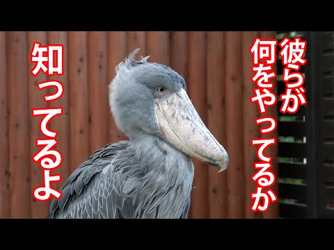 久々の旋回→頑張ってお仕事するハシビロコウふたばちゃん!【冬のふたば2425-6】Futaba,the Shoebill   winter  2425-6